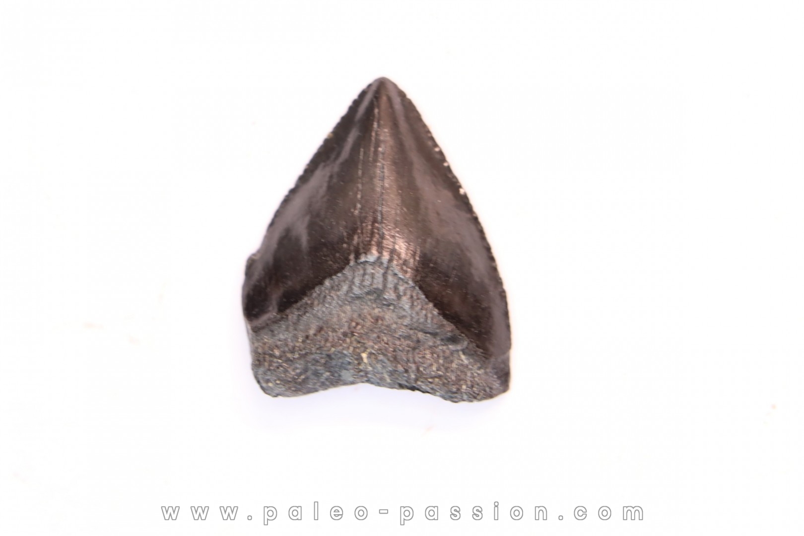dent de requin: CARCHARODON MEGALODON