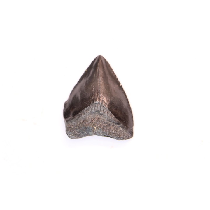 dent de requin: CARCHARODON MEGALODON