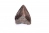 shark teeth: CARCHARODON MEGALODON