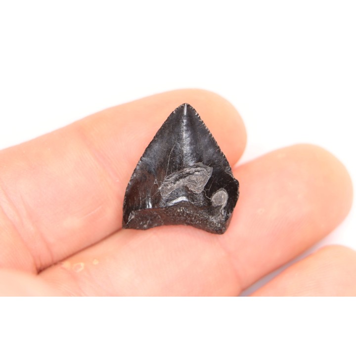 shark teeth: CARCHARODON MEGALODON