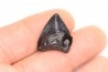 shark teeth: CARCHARODON MEGALODON