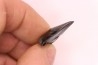 dent de requin: CARCHARODON MEGALODON