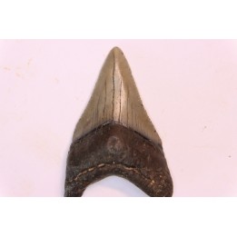dent de requin: CARCHARODON MEGALODON