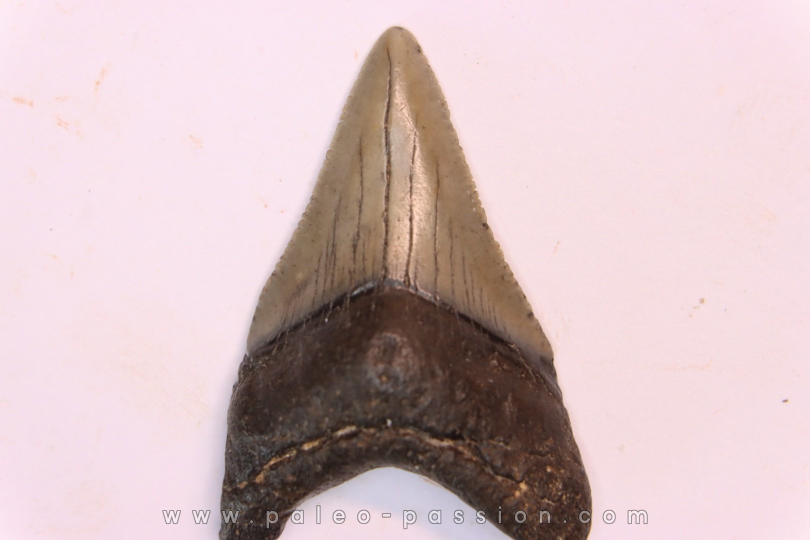 shark teeth: CARCHARODON MEGALODON