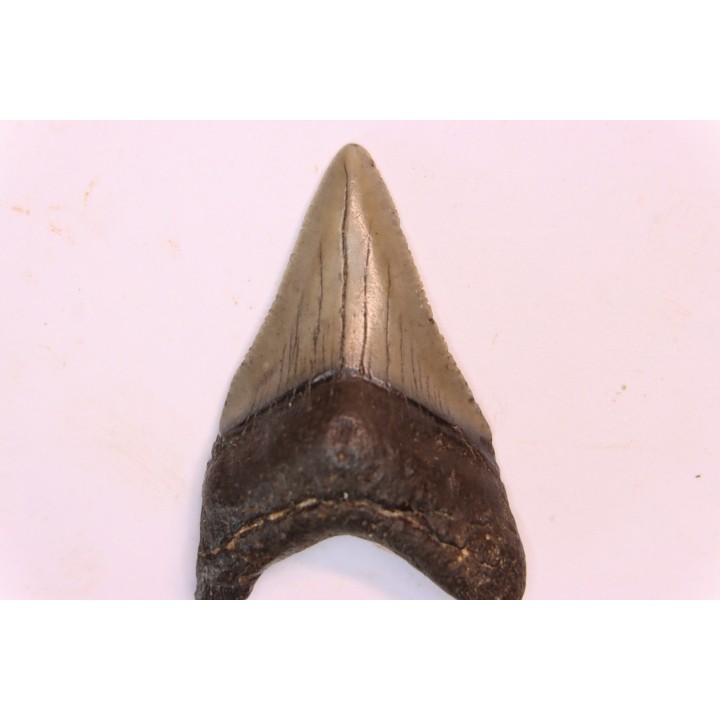 shark teeth: CARCHARODON MEGALODON