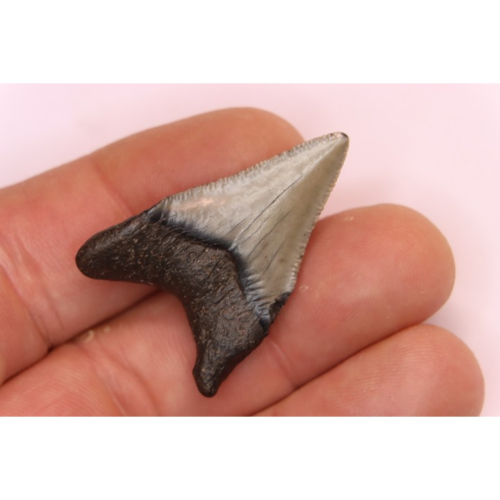 shark teeth: CARCHARODON MEGALODON