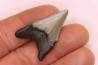 dent de requin: CARCHARODON MEGALODON