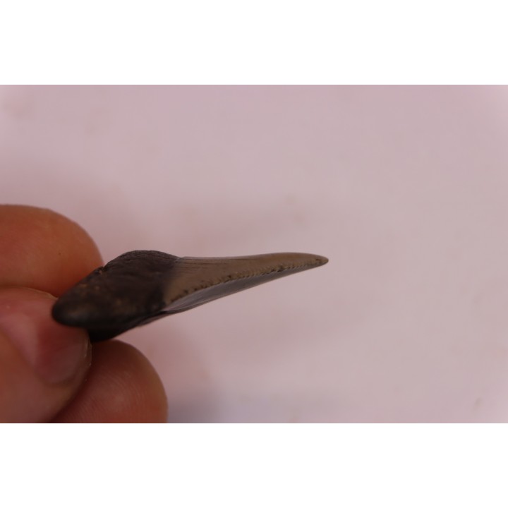 dent de requin: CARCHARODON MEGALODON