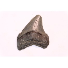 dent de requin: CARCHARODON MEGALODON
