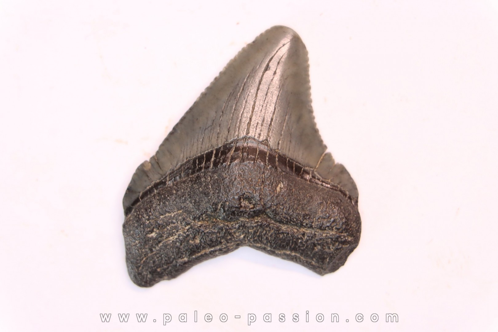 dent de requin: CARCHARODON MEGALODON