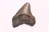 dent de requin: CARCHARODON MEGALODON