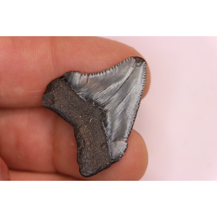 dent de requin: CARCHARODON MEGALODON