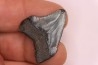 dent de requin: CARCHARODON MEGALODON