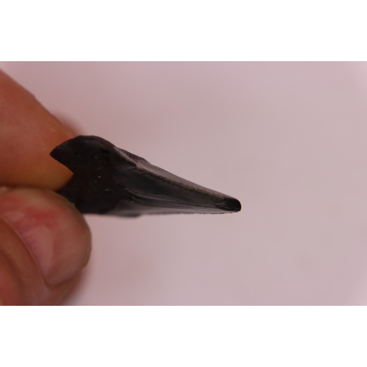 shark teeth: CARCHARODON MEGALODON