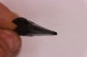 dent de requin: CARCHARODON MEGALODON