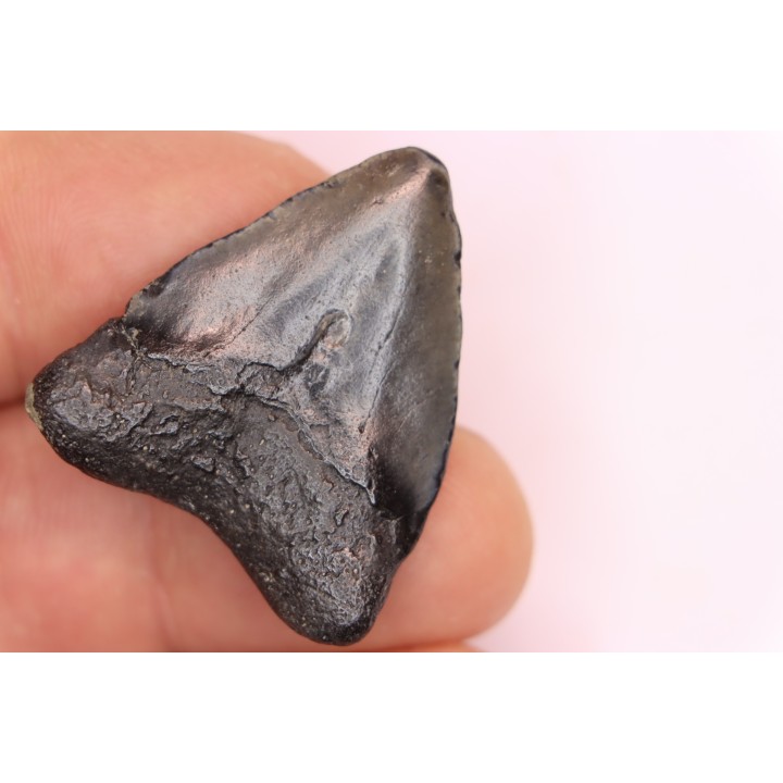 shark teeth: CARCHARODON MEGALODON