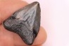 shark teeth: CARCHARODON MEGALODON