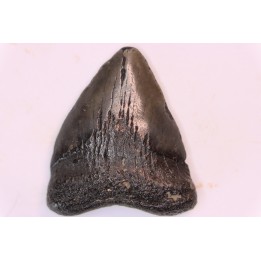 shark teeth: CARCHARODON MEGALODON