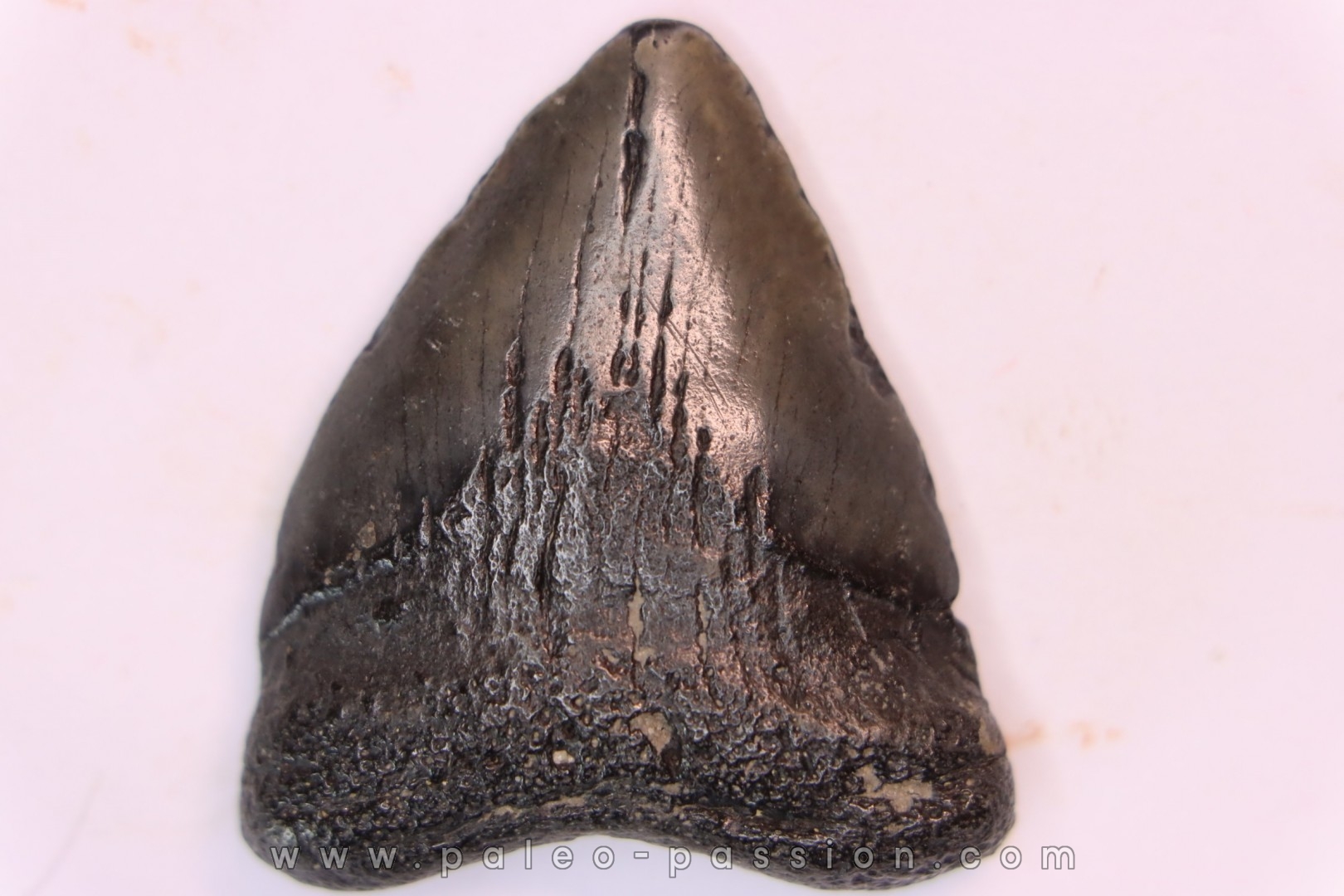 shark teeth: CARCHARODON MEGALODON