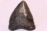 shark teeth: CARCHARODON MEGALODON