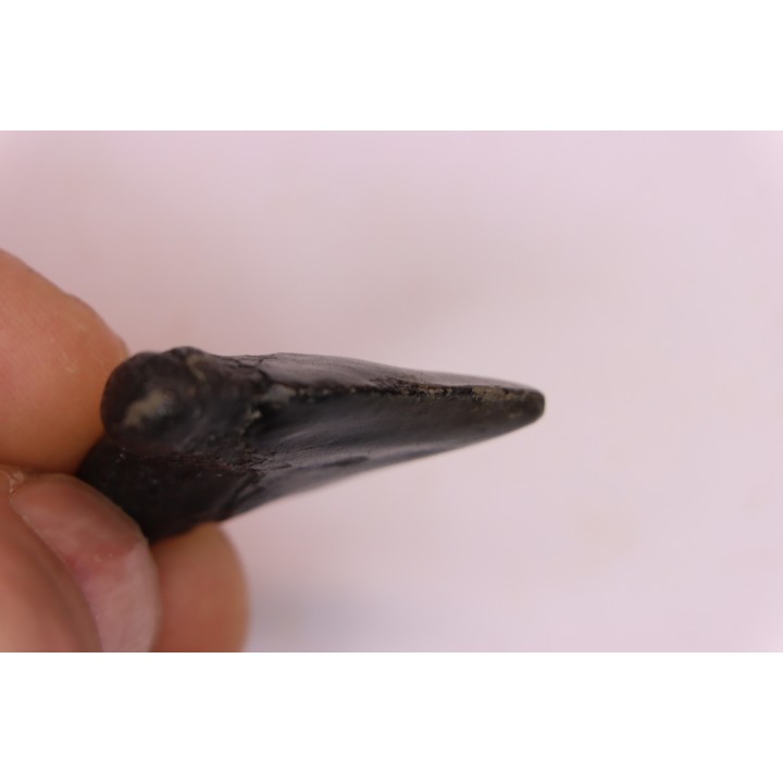 dent de requin: CARCHARODON MEGALODON