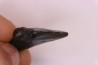 dent de requin: CARCHARODON MEGALODON