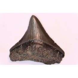 dent de requin: CARCHARODON MEGALODON