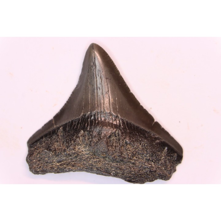 dent de requin: CARCHARODON MEGALODON