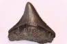 shark teeth: CARCHARODON MEGALODON