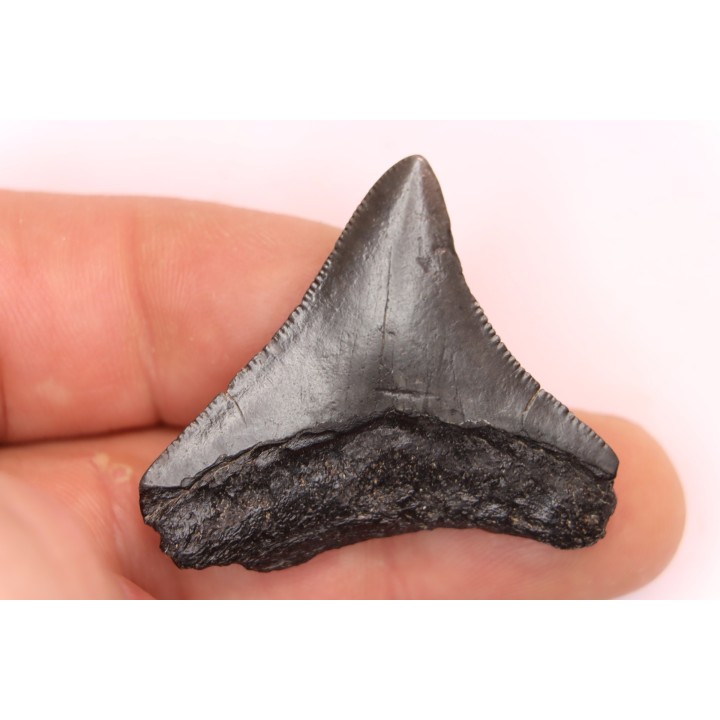 dent de requin: CARCHARODON MEGALODON