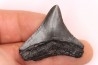 shark teeth: CARCHARODON MEGALODON