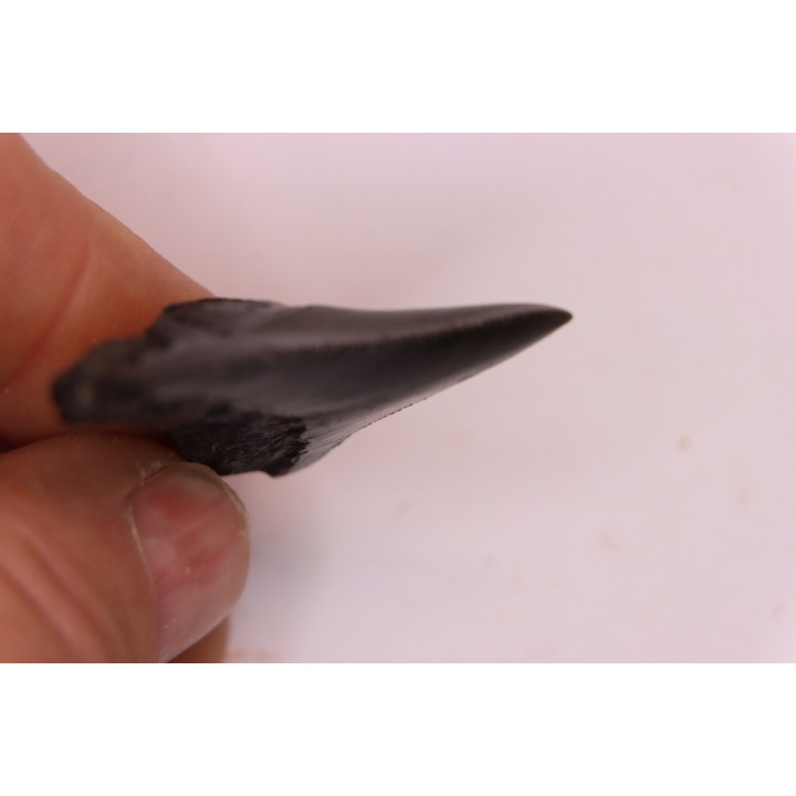 dent de requin: CARCHARODON MEGALODON