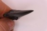 dent de requin: CARCHARODON MEGALODON