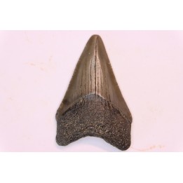 shark teeth: CARCHARODON MEGALODON