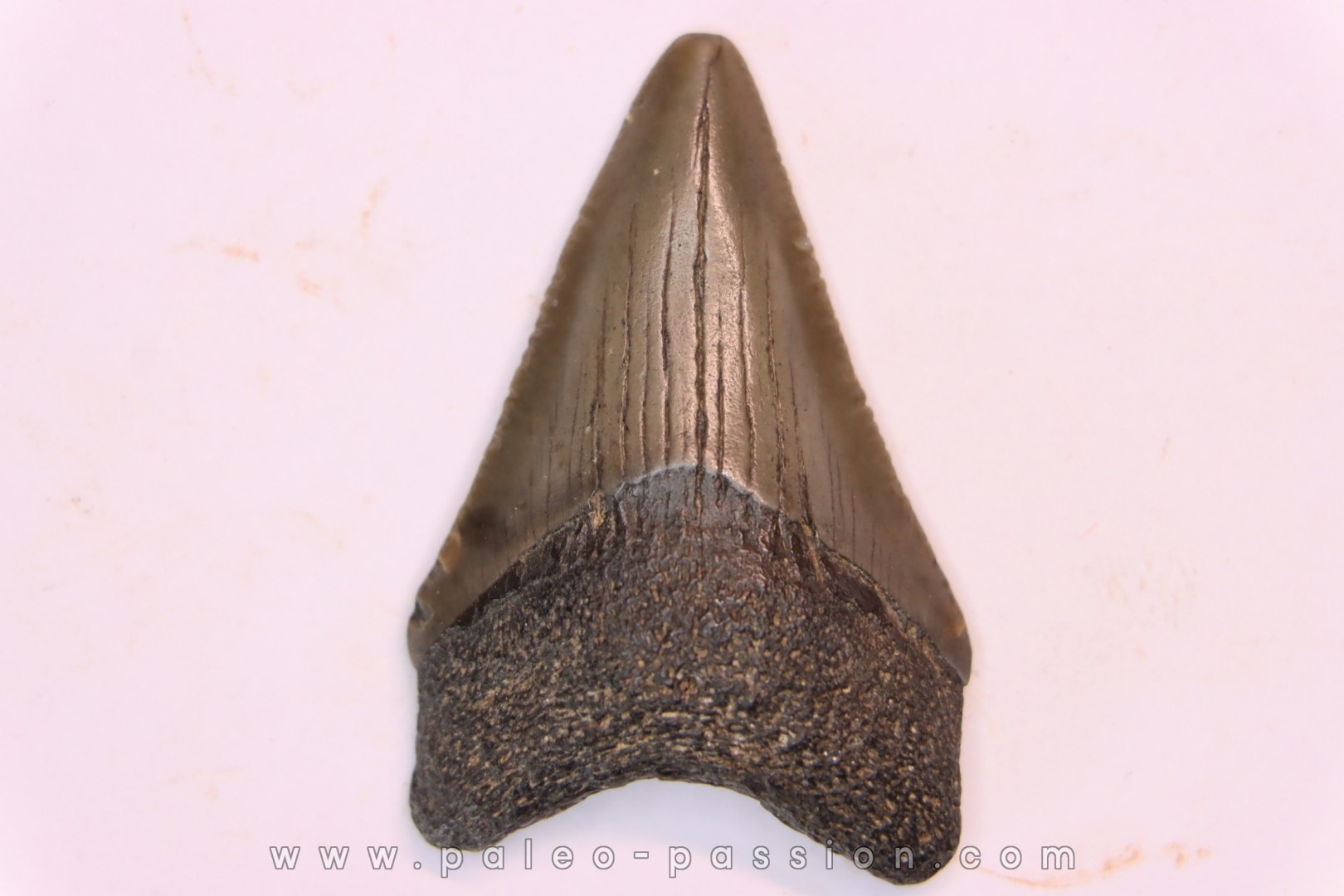 shark teeth: CARCHARODON MEGALODON