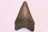 shark teeth: CARCHARODON MEGALODON