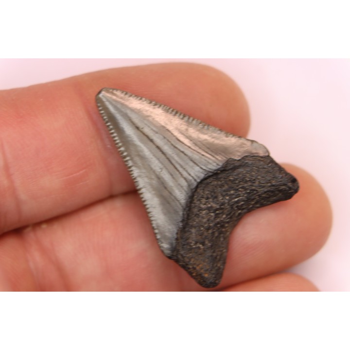 dent de requin: CARCHARODON MEGALODON