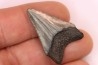 dent de requin: CARCHARODON MEGALODON
