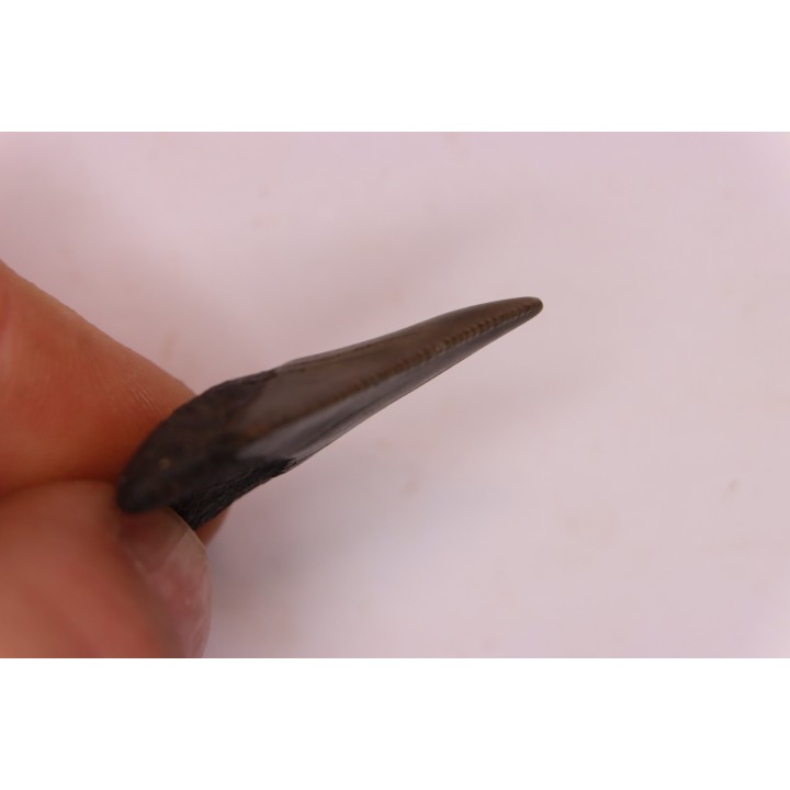 shark teeth: CARCHARODON MEGALODON