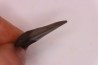shark teeth: CARCHARODON MEGALODON