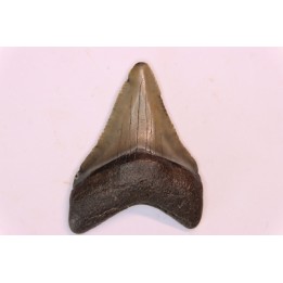 shark teeth: CARCHARODON MEGALODON