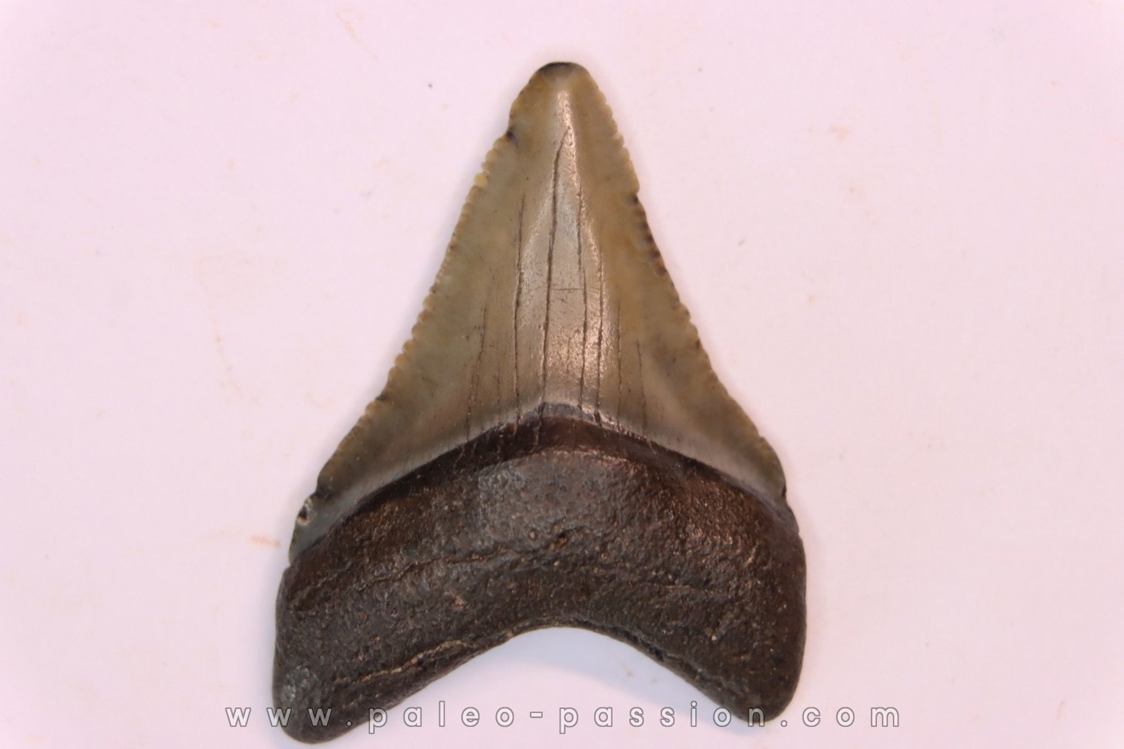 shark teeth: CARCHARODON MEGALODON