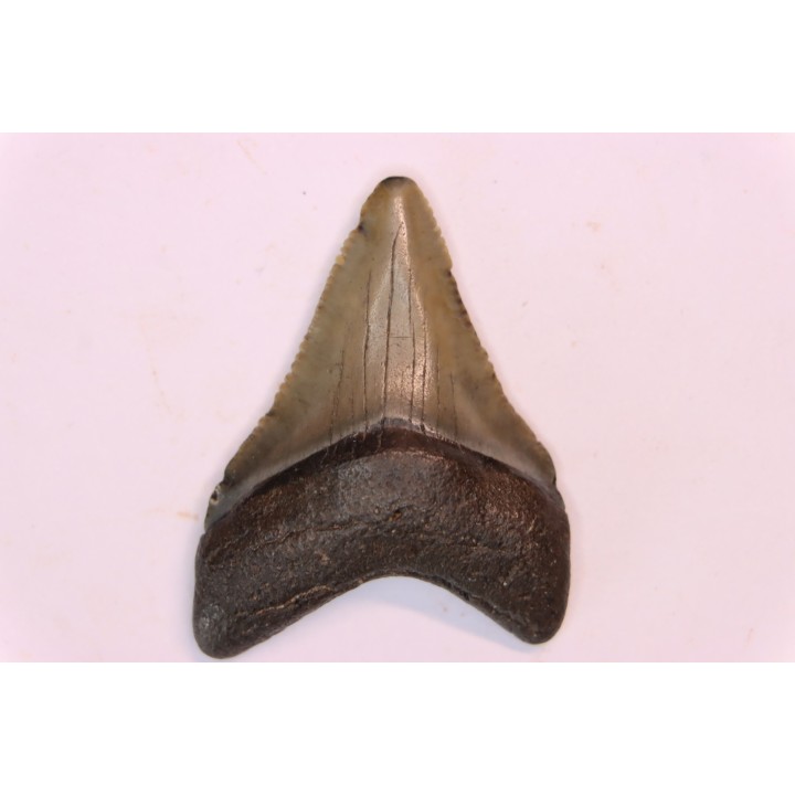shark teeth: CARCHARODON MEGALODON