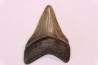 dent de requin: CARCHARODON MEGALODON