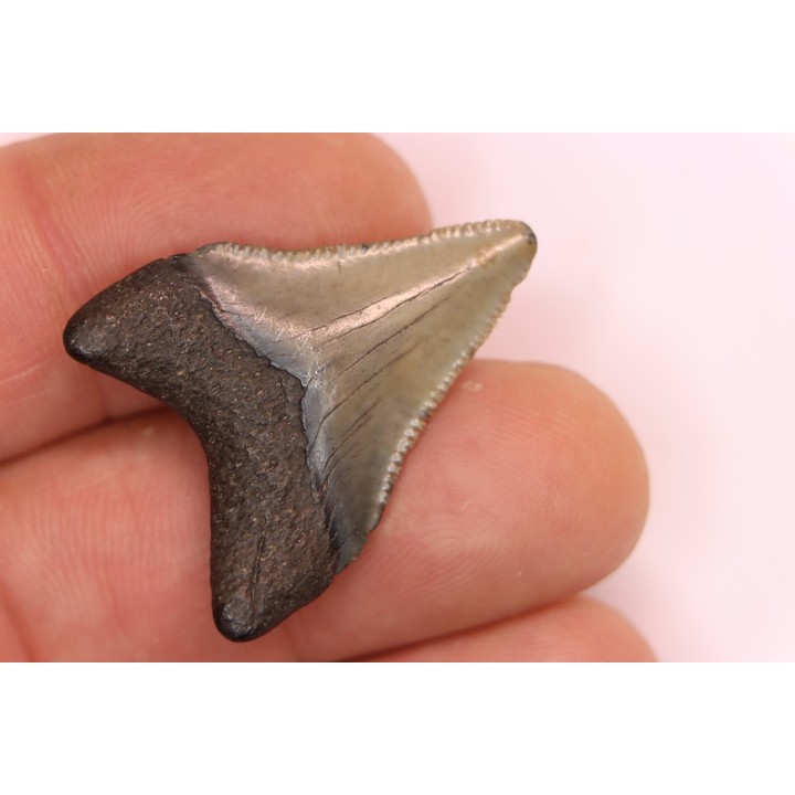 dent de requin: CARCHARODON MEGALODON