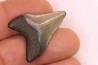 shark teeth: CARCHARODON MEGALODON