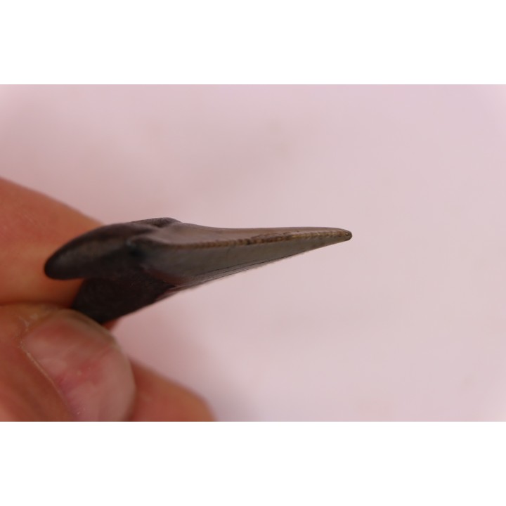 shark teeth: CARCHARODON MEGALODON