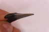 shark teeth: CARCHARODON MEGALODON