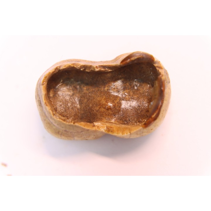 CAVERN BEAR TOOTH - Ursus spelaeus - Pléistocène  from  Europe.