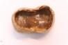 CAVERN BEAR TOOTH - Ursus spelaeus - Pléistocène from Europe.